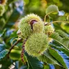 Chinese Chestnut Tree Live Plant - Castanea Mollissima - 8-12in Potted Nut Tree - Image 1