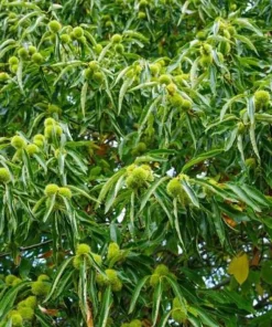 Chinese Chestnut Tree Live Plant - Castanea Mollissima - 8-12in Potted Nut Tree - Image 4