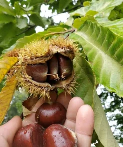 Chinese Chestnut Tree Live Plant - Castanea Mollissima - 8-12in Potted Nut Tree - Image 5