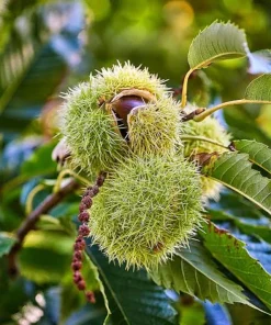 Chinese Chestnut Tree Live Plant - Castanea Mollissima - 8-12in Potted Nut Tree - Image 9