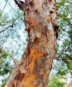 Chinese Elm Tree Seeds - 50 Count Ulmus Parvifolia Seeds - Outdoor Tree - Image 10