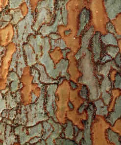 Chinese Elm Tree Seeds - 50 Count Ulmus Parvifolia Seeds - Outdoor Tree - Image 2
