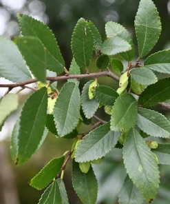 Chinese Elm Tree Seeds - 50 Count Ulmus Parvifolia Seeds - Outdoor Tree - Image 3