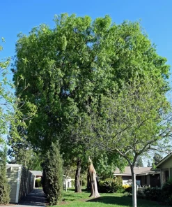 Chinese Elm Tree Seeds - 50 Count Ulmus Parvifolia Seeds - Outdoor Tree - Image 4