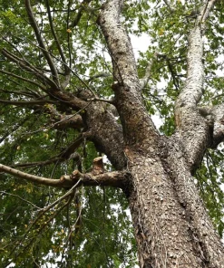 Chinese Elm Tree Seeds - 50 Count Ulmus Parvifolia Seeds - Outdoor Tree - Image 5