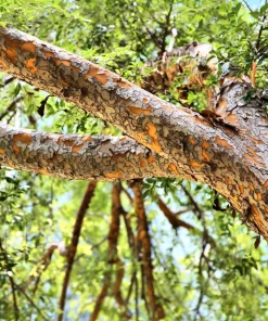 Chinese Elm Tree Seeds - 50 Count Ulmus Parvifolia Seeds - Outdoor Tree - Image 6