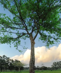 Chinese Elm Tree Seeds - 50 Count Ulmus Parvifolia Seeds - Outdoor Tree - Image 7