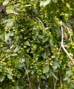 Chinese Elm Tree Seeds - 50 Count Ulmus Parvifolia Seeds - Outdoor Tree - Image 8