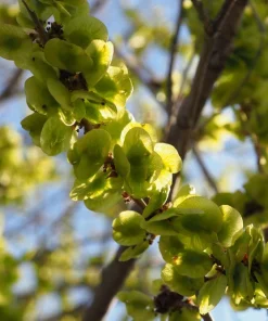 Chinese Elm Tree Seeds - 50 Count Ulmus Parvifolia Seeds - Outdoor Tree - Image 9
