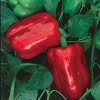 Chinese Giant Pepper Seeds - Heirloom Sweet Bell Pepper - 30 Seeds - Image 1