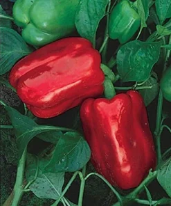 Chinese Giant Pepper Seeds - Heirloom Sweet Bell Pepper - 30 Seeds - Image 1