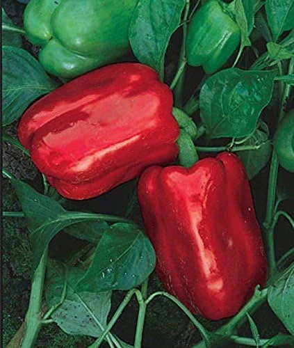 Chinese Giant Pepper Seeds - Heirloom Sweet Bell Pepper - 30 Seeds - Image 1