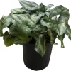 Chinese Hardy Ginger Live Plant - Asarum splendens - Gallon Pot - Shade - Image 1