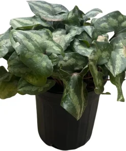 Chinese Hardy Ginger Live Plant - Asarum splendens - Gallon Pot - Shade - Image 1