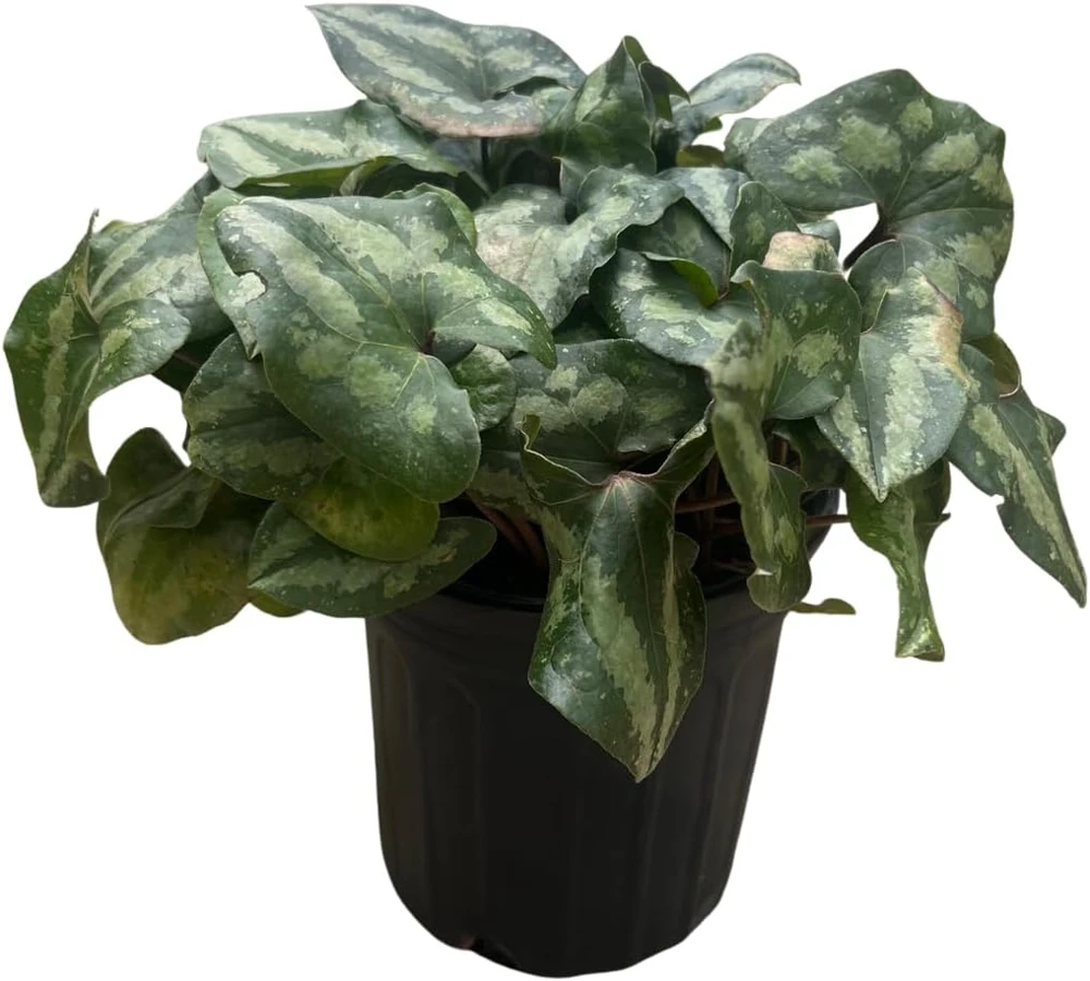 Chinese Hardy Ginger Live Plant - Asarum splendens - Gallon Pot - Shade - Image 1