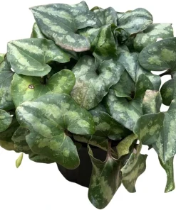Chinese Hardy Ginger Live Plant - Asarum splendens - Gallon Pot - Shade - Image 2