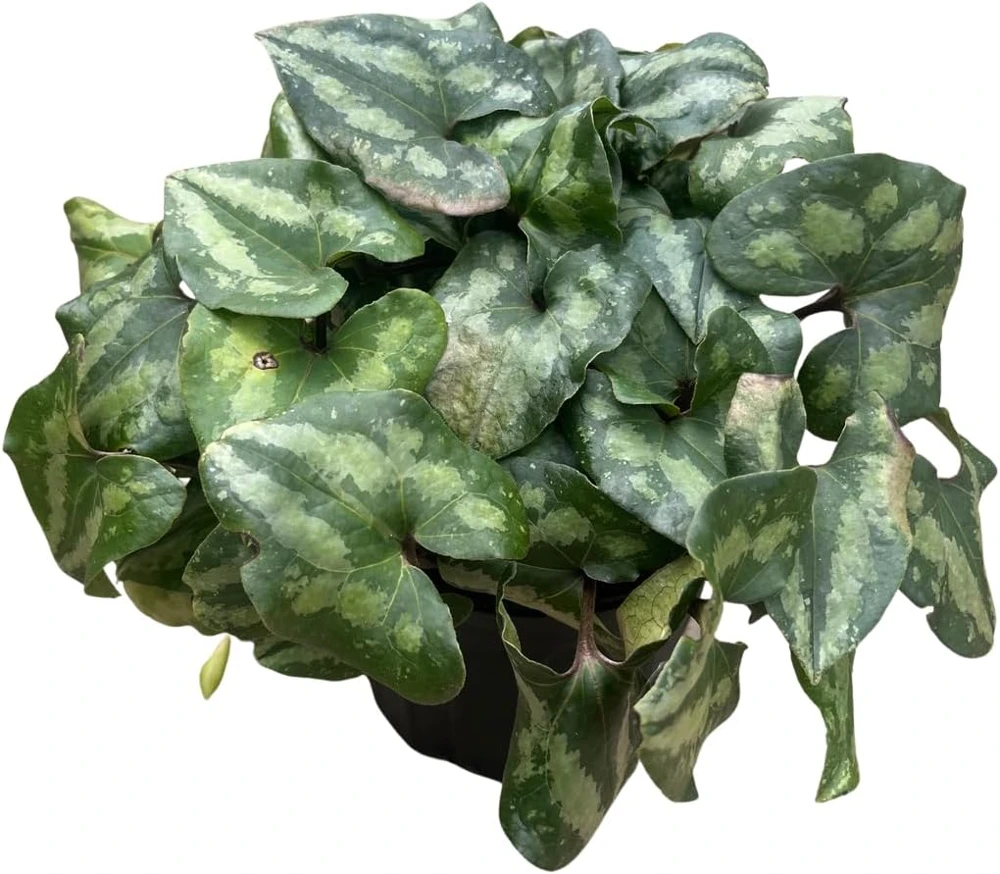 Chinese Hardy Ginger Live Plant - Asarum splendens - Gallon Pot - Shade - Image 2