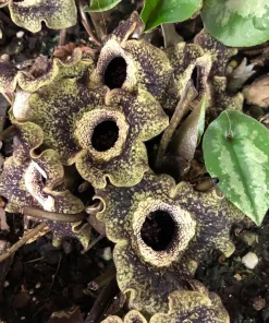 Chinese Hardy Ginger Live Plant - Asarum splendens - Gallon Pot - Shade - Image 3