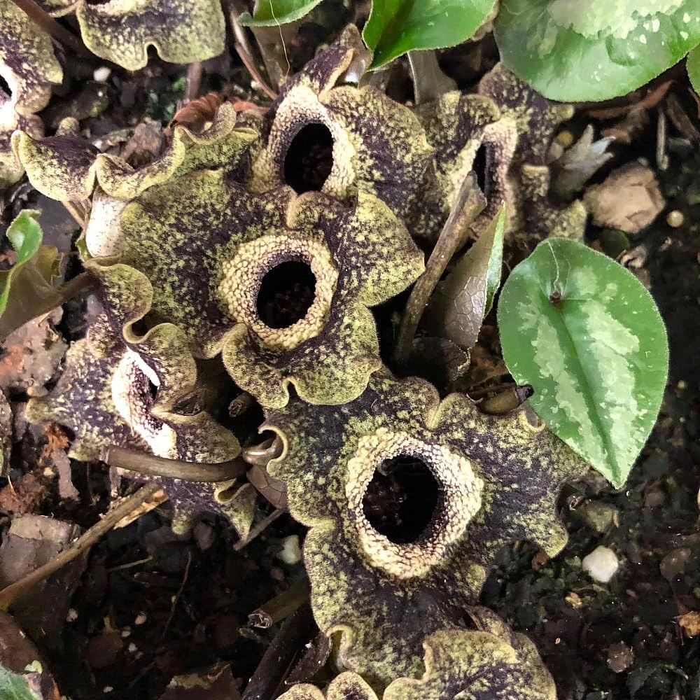 Chinese Hardy Ginger Live Plant - Asarum splendens - Gallon Pot - Shade - Image 3