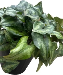 Chinese Hardy Ginger Live Plant - Asarum splendens - Gallon Pot - Shade - Image 4