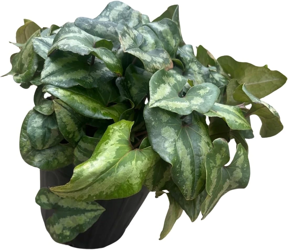 Chinese Hardy Ginger Live Plant - Asarum splendens - Gallon Pot - Shade - Image 4