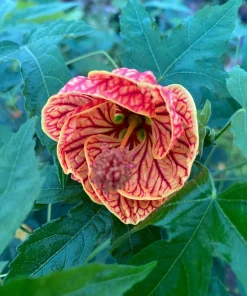 Chinese Lantern Live Plant - Abutilon pictum - 3 inch Pot - Image 2