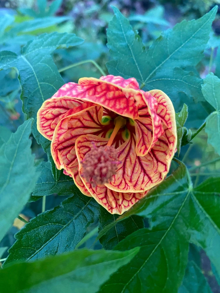 Chinese Lantern Live Plant - Abutilon pictum - 3 inch Pot - Image 2