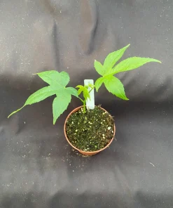 Chinese Lantern Live Plant - Abutilon pictum - 3 inch Pot - Image 3