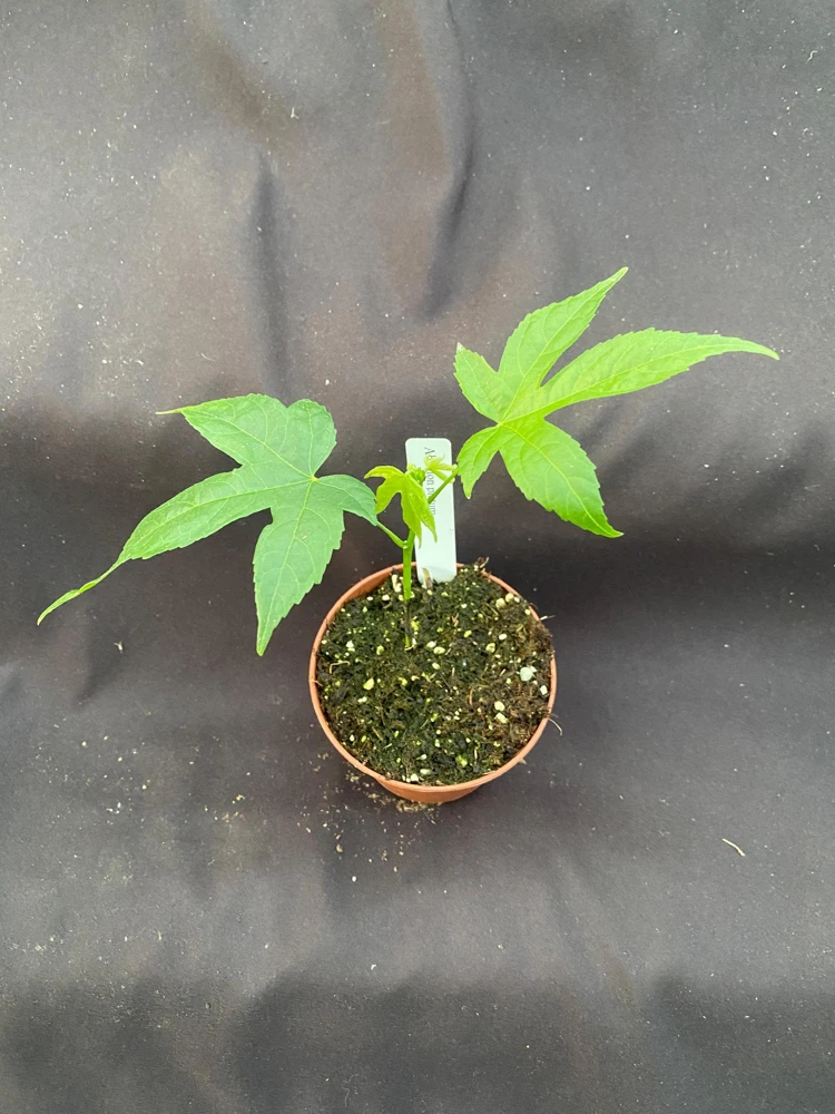 Chinese Lantern Live Plant - Abutilon pictum - 3 inch Pot - Image 3