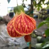 Chinese Lantern Live Plant - Abutilon pictum - 3 inch Pot - Image 1