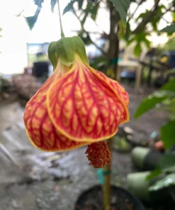 Chinese Lantern Live Plant - Abutilon pictum - 3 inch Pot - Image 1