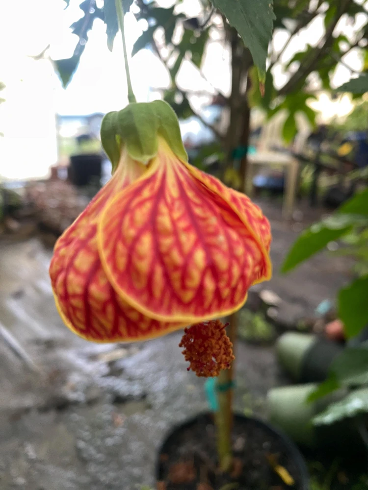 Chinese Lantern Live Plant - Abutilon pictum - 3 inch Pot - Image 1