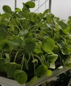 Chinese Money Plant Live Pilea Peperomioides 2.5" Pot Indoor Houseplant - Image 2