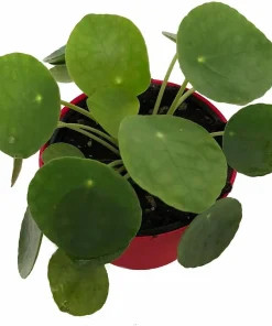 Chinese Money Plant Live Pilea Peperomioides 2.5