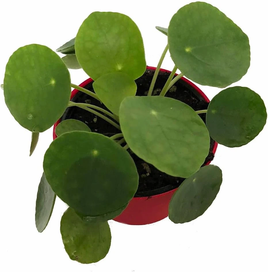 Chinese Money Plant Live Pilea Peperomioides 2.5" Pot Indoor Houseplant - Image 1