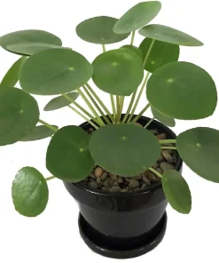 Chinese Money Plant - Pilea Peperomioides - Live Plant - 4 inch Pot - Image 2