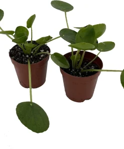 Chinese Money Plant - Pilea peperomioides Live Plants - 2 Plants in 2" Pots - Indoor Houseplant - Image 2