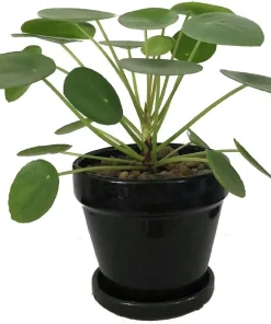 Chinese Money Plant - Pilea Peperomioides - Live Plant - 4 inch Pot - Image 3