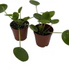 Chinese Money Plant - Pilea peperomioides Live Plants - 2 Plants in 2" Pots - Indoor Houseplant - Image 1