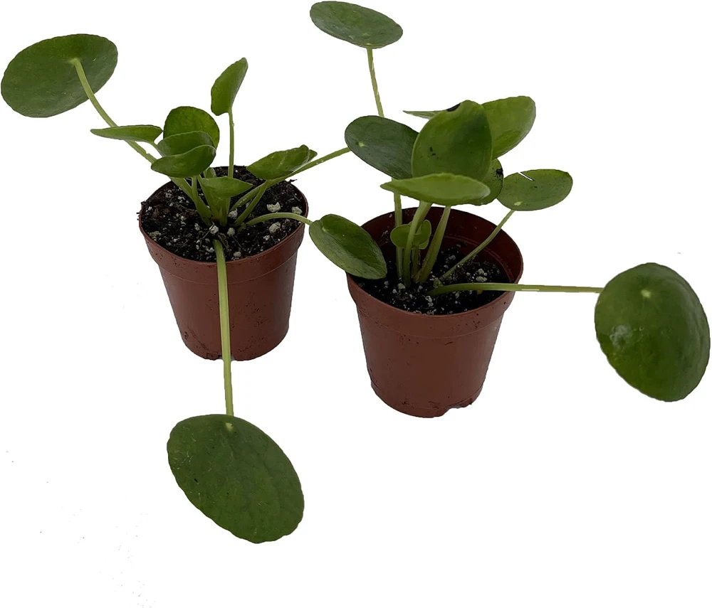 Chinese Money Plant - Pilea peperomioides Live Plants - 2 Plants in 2" Pots - Indoor Houseplant - Image 1