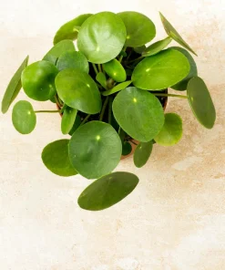 Chinese Money Plant - Pilea Peperomioides - Live Plant - 4 inch Pot - Image 4