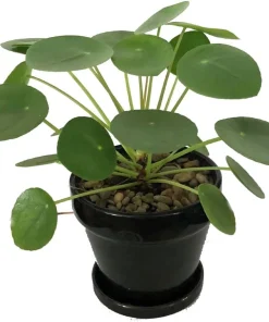 Chinese Money Plant - Pilea Peperomioides - Live Plant - 4 inch Pot - Image 5