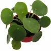 Chinese Money Plant - Pilea Peperomioides - Live Plant - 4 inch Pot - Image 1