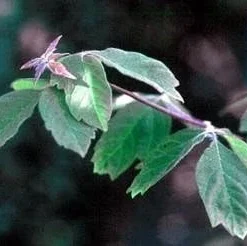 Chinese Paperbark Maple Seeds - Acer griseum - 10 Seeds - Outdoor Tree - Image 2