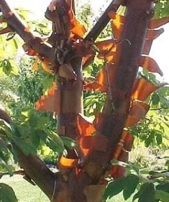 Chinese Paperbark Maple Seeds - Acer griseum - 10 Seeds - Outdoor Tree - Image 3