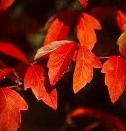 Chinese Paperbark Maple Seeds - Acer griseum - 10 Seeds - Outdoor Tree - Image 4