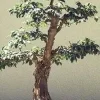 Chinese Paperbark Maple Seeds - Acer griseum - 10 Seeds - Outdoor Tree - Image 1