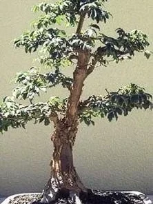 Chinese Paperbark Maple Seeds - Acer griseum - 10 Seeds - Outdoor Tree - Image 1