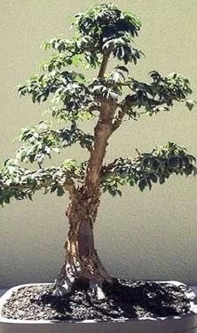 Chinese Paperbark Maple Seeds - Acer griseum - 10 Seeds - Outdoor Tree - Image 1