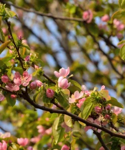 Chinese Quince Tree Seeds - 20 Seeds, Edible Fruit, Pink Flowers - Image 10